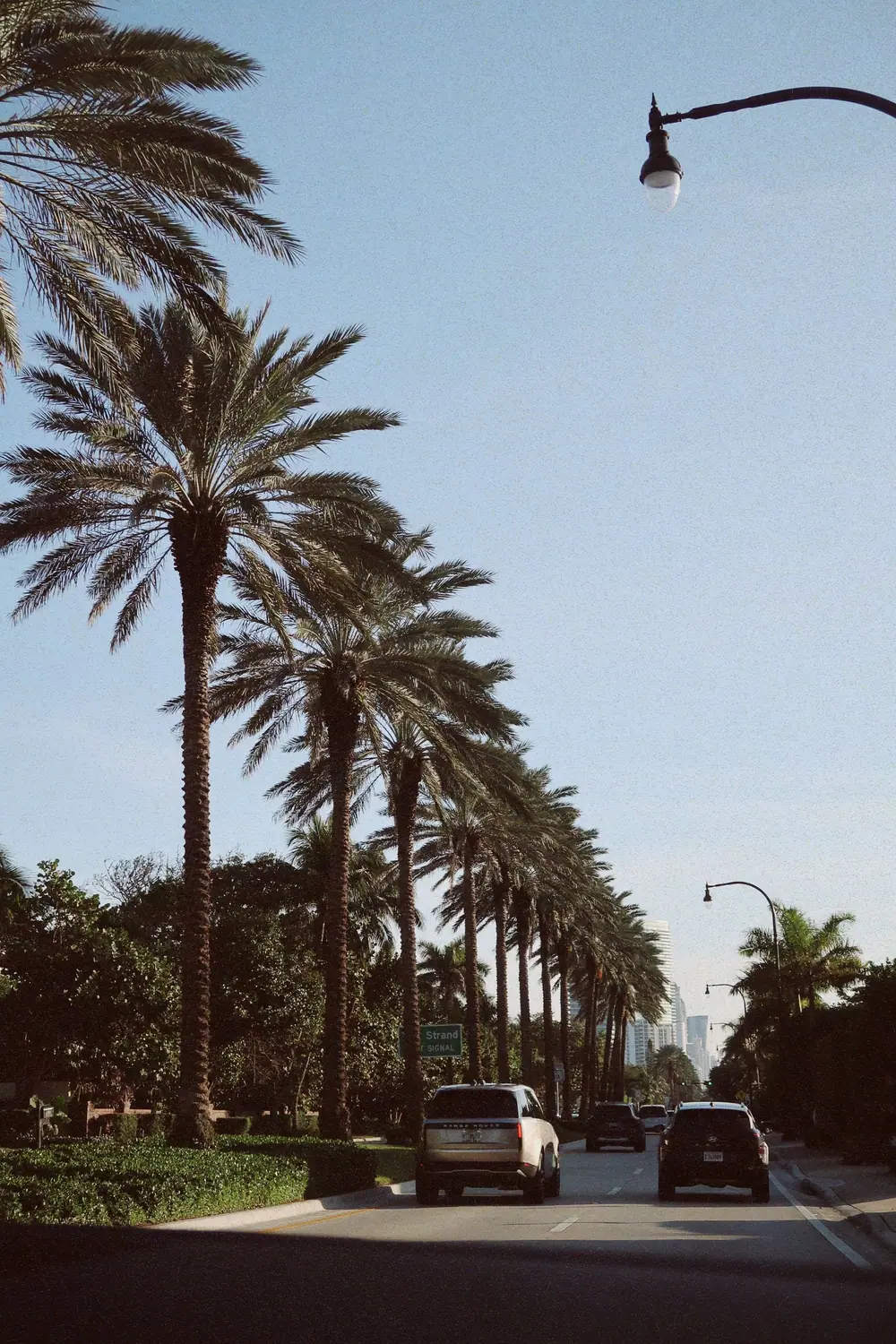 A palm-lined residential avenue on a sunny South Florida day