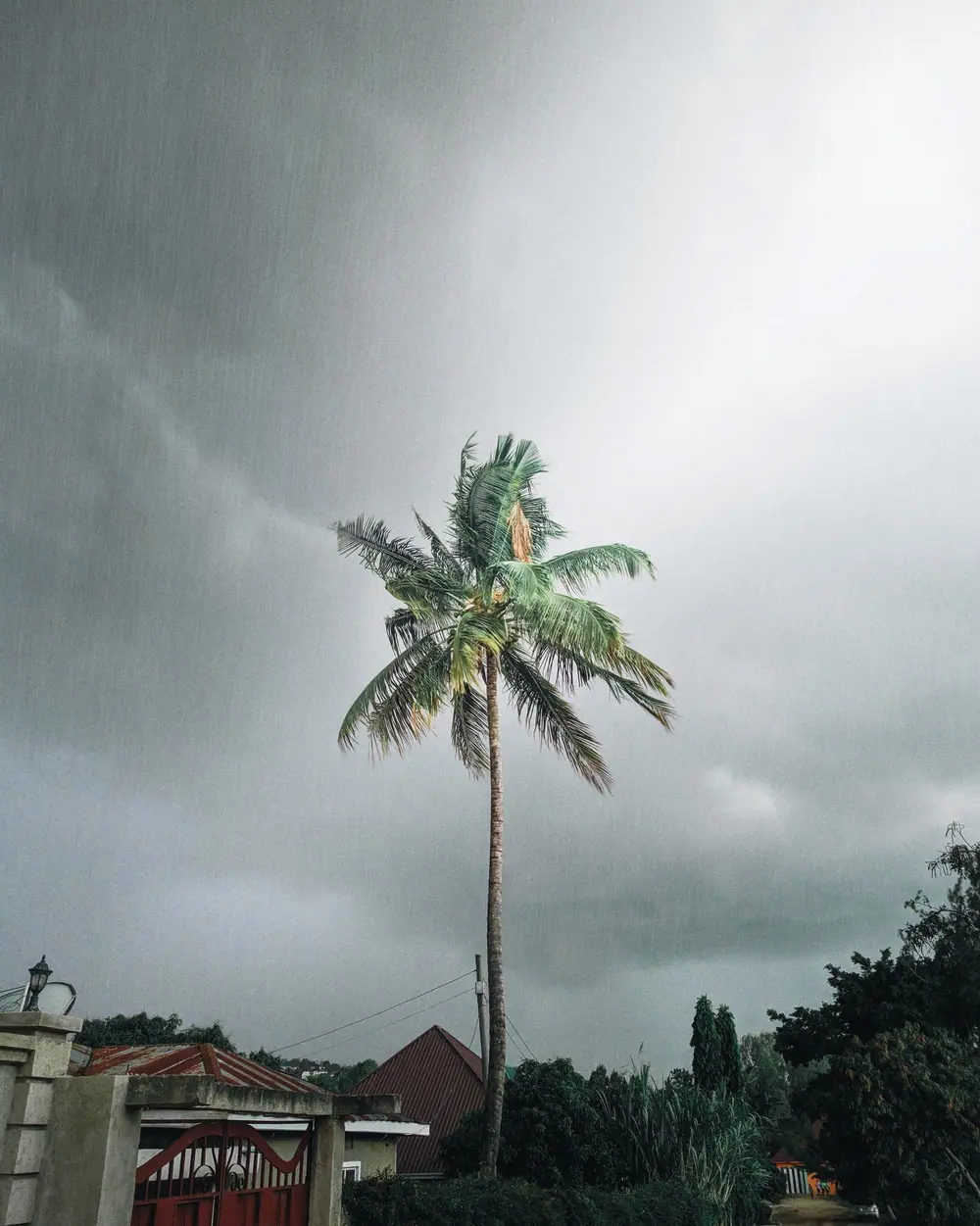 A palm under a heavy summer storm sky in South Florida