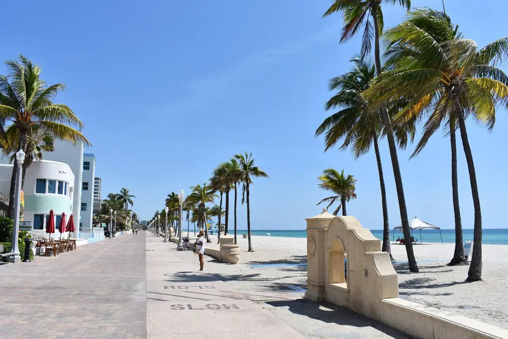 Palms along the Hollywood Beach Broadwalk in Hollywood, FL